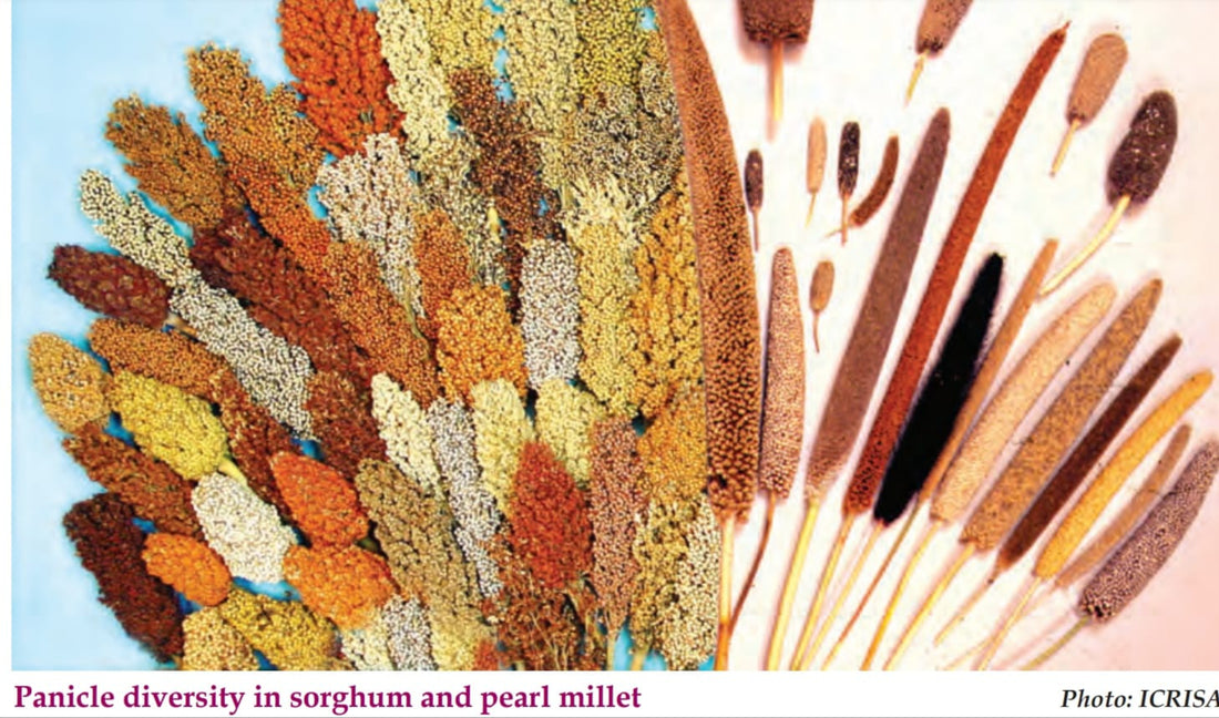 गोष्ट मिलेट्सची भाग तीन - मुलांना भूक लागत नाही का ?