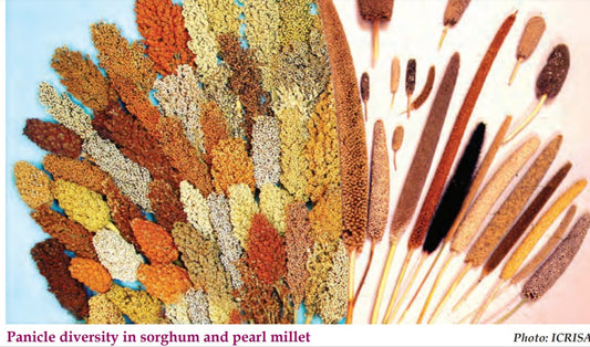 गोष्ट मिलेट्सची भाग तीन - मुलांना भूक लागत नाही का ?