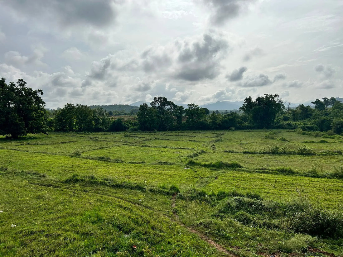 उडीसाने काय दाखवल - भाग १