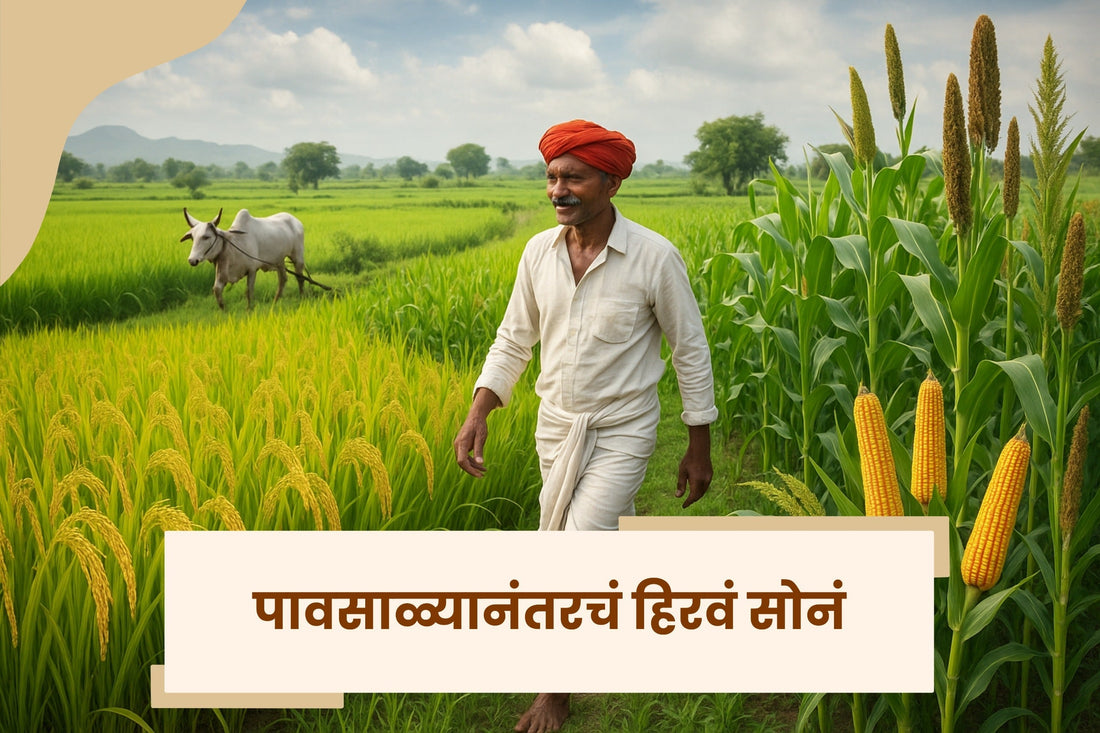 भाद्रपद–आश्विनमध्ये खऱ्या अर्थाने साजरा होतो शेतीचा सण