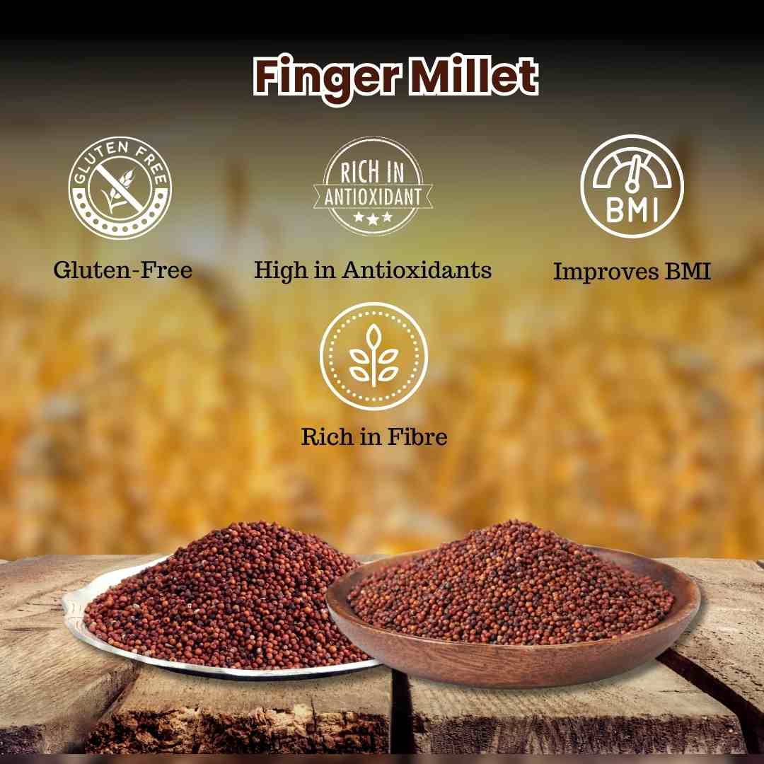 Finger Millet / Nachani / Ragi | लाल नाचणी
