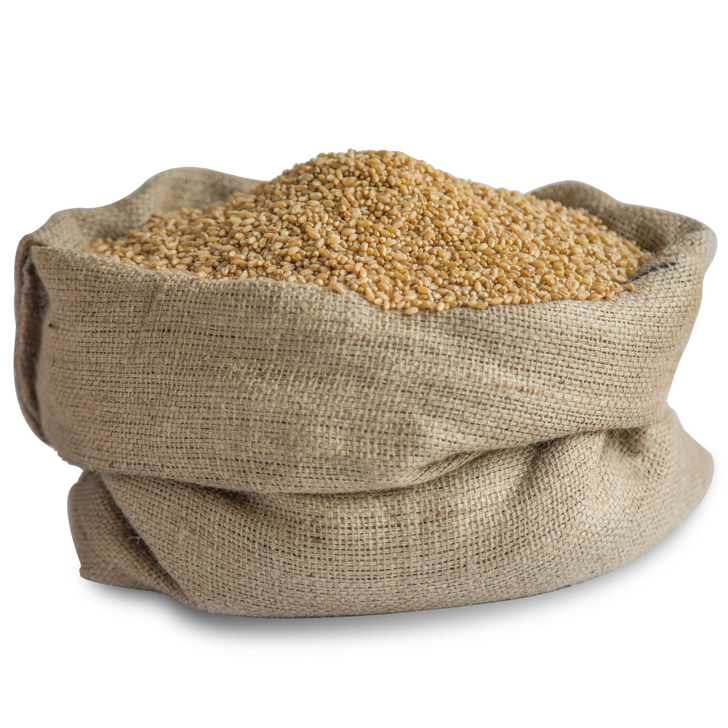 Sharbati Wheat | शरबती गहू