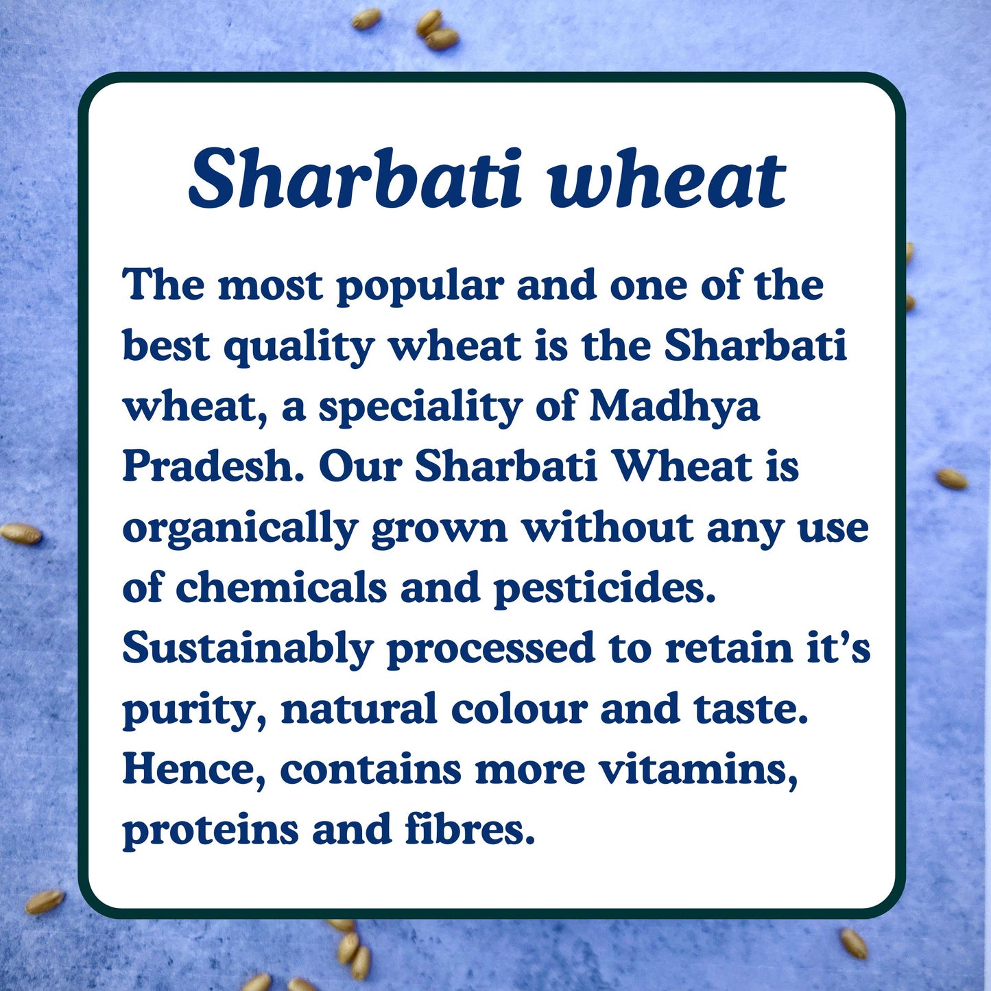 Sharbati Wheat | शरबती गहू