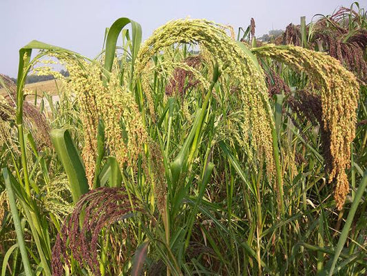 गोष्ट मिलेट्सची भाग चार - वरई आणि राळा