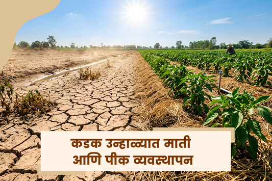 उन्हाळ्याच्या झळांपासून तुमच्या मातीला आणि पिकाला असे वाचवा!