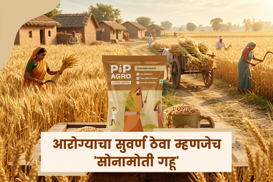 आरोग्याचा सुवर्ण ठेवा म्हणजेच 'सोनामोती गहू'