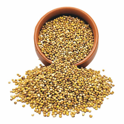 Yellow Jowar | पिवळी ज्वारी