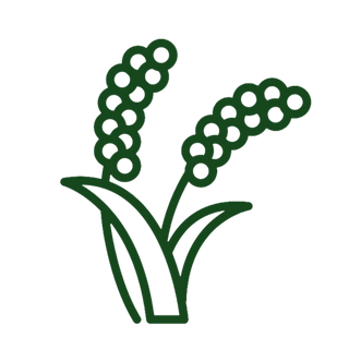 Millets