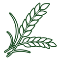 Desi Wheat