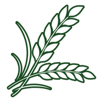 Desi Wheat