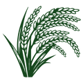 Native Rice