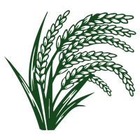Native Rice