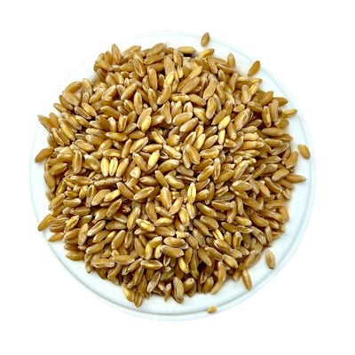Bansi Wheat | बन्सी गहू