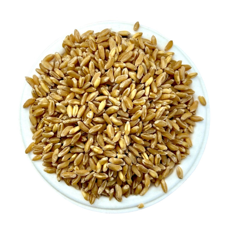 Bansi Wheat | बन्सी गहू