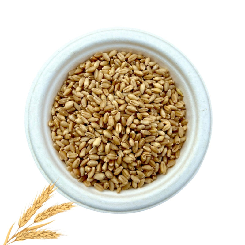 Sharbati Wheat | शरबती गहू