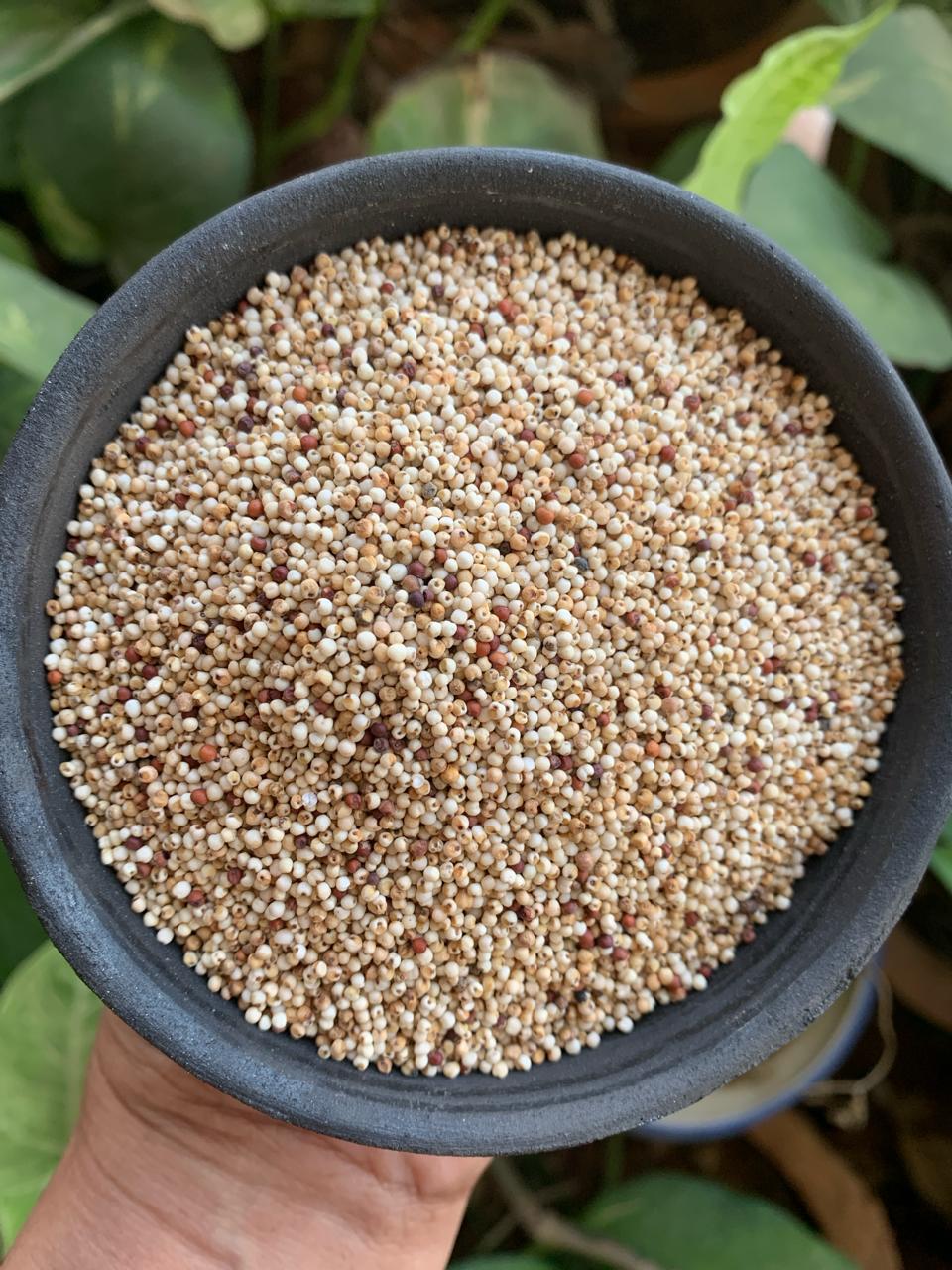 White Medicinal Nachani Finger Millet / Ragi | पांढरी नाचणी – PIP AGRO